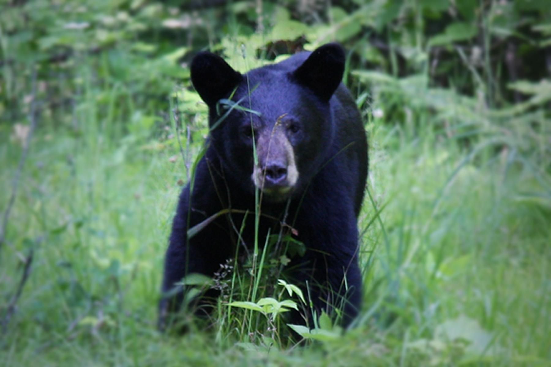 Bear