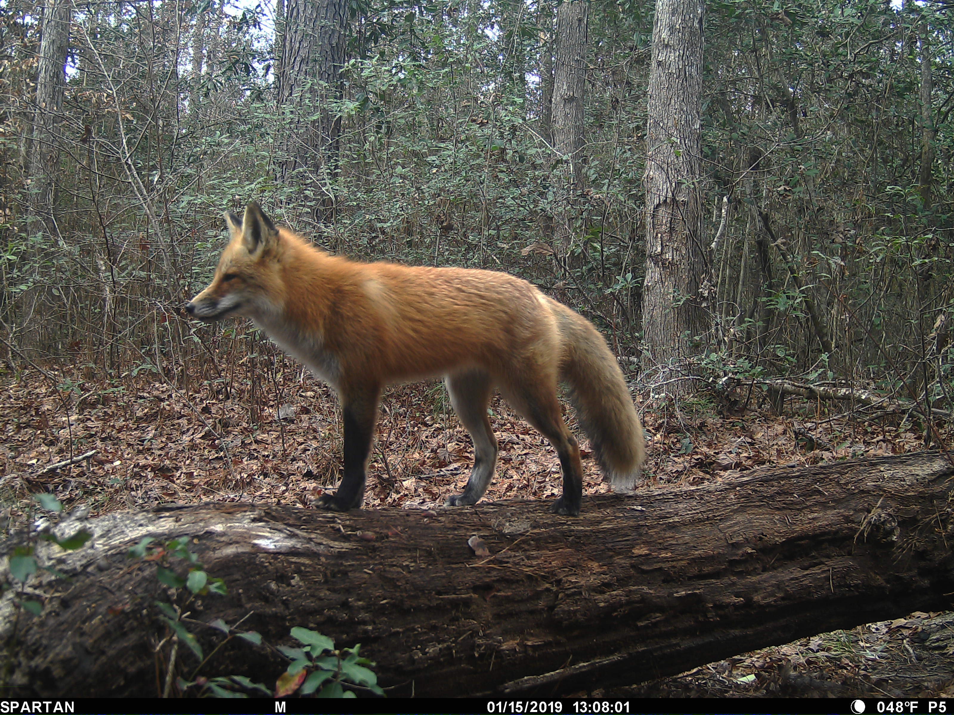 Fox