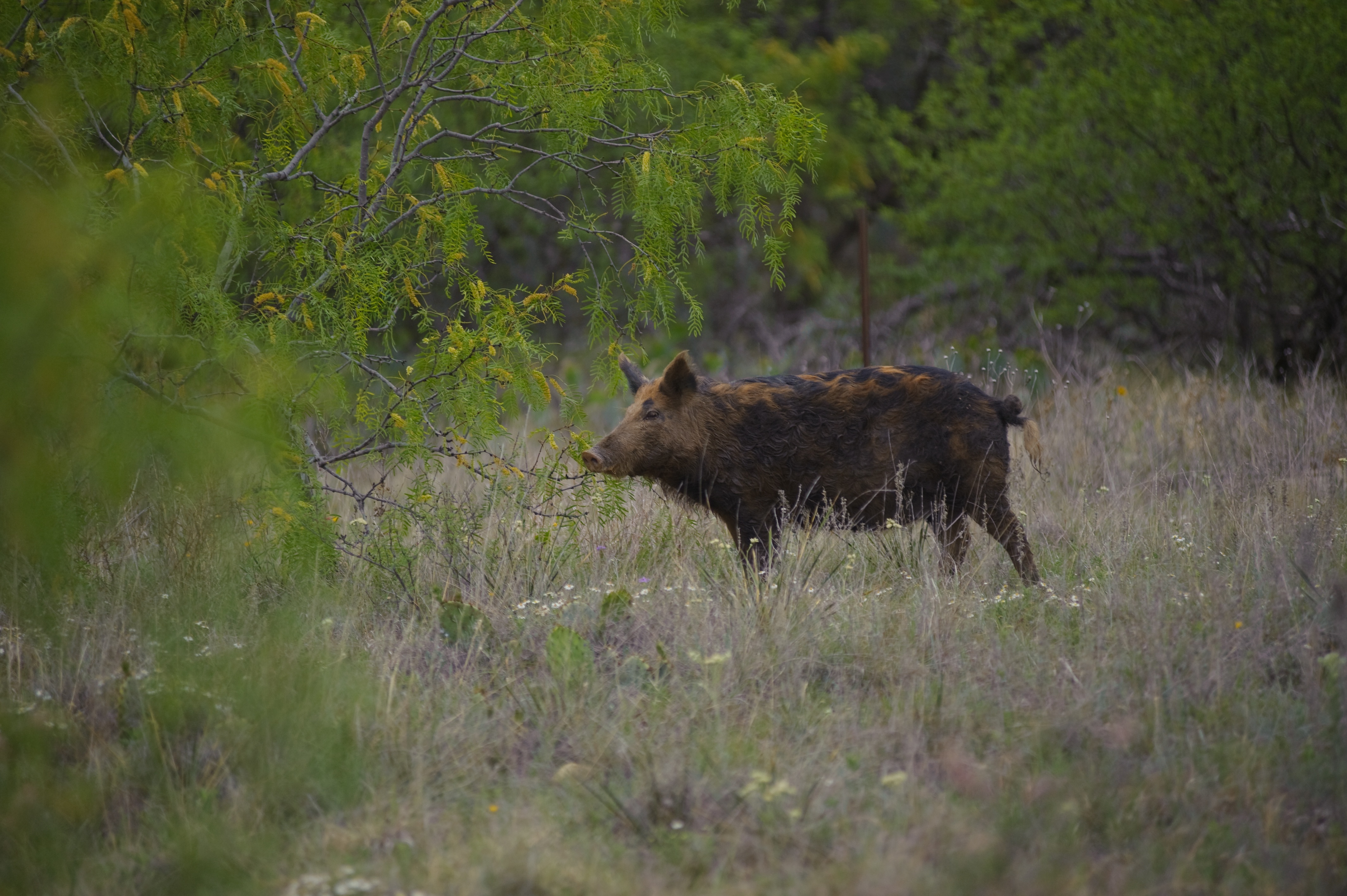 Hog