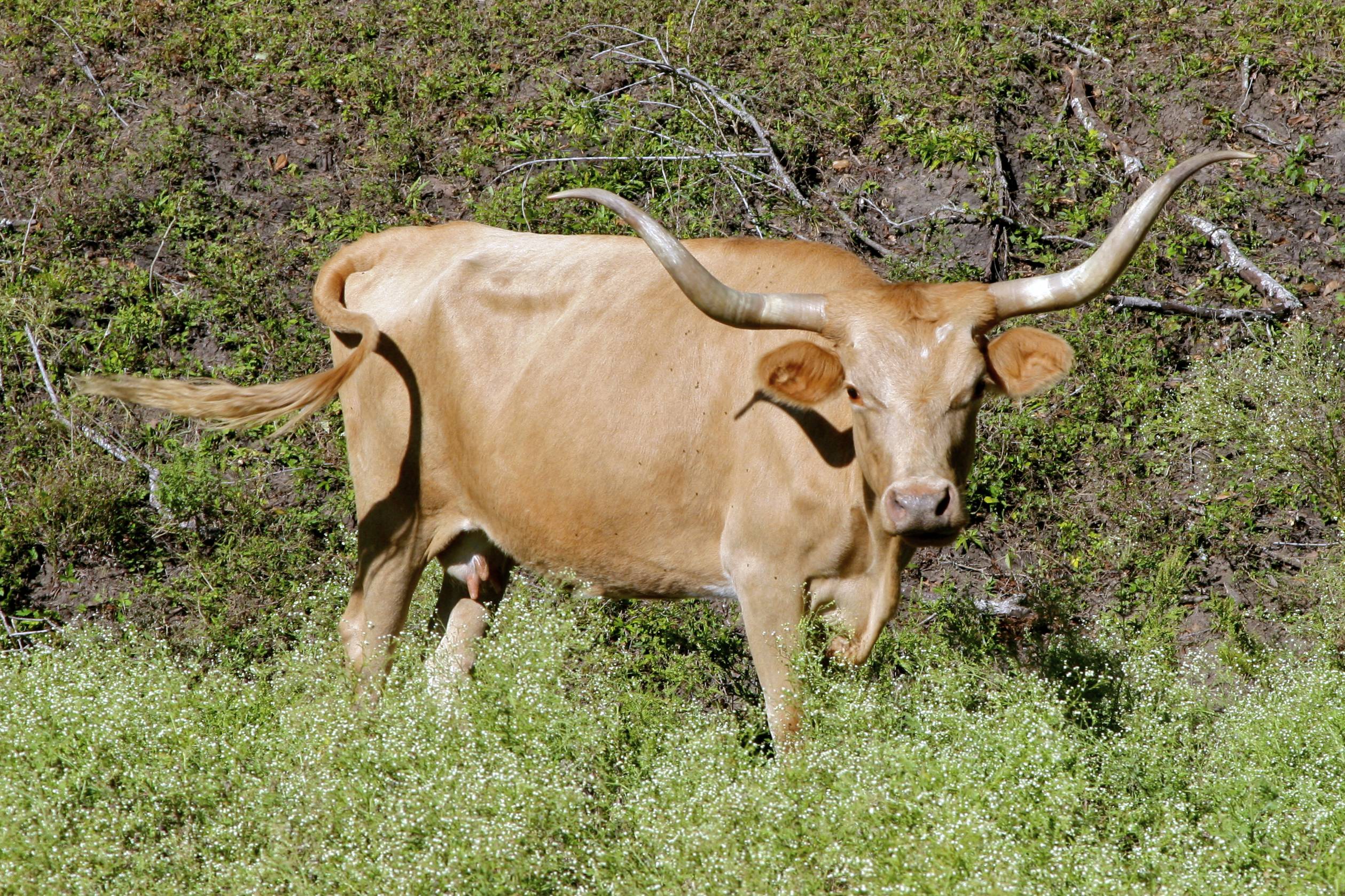 Texas Longhorn