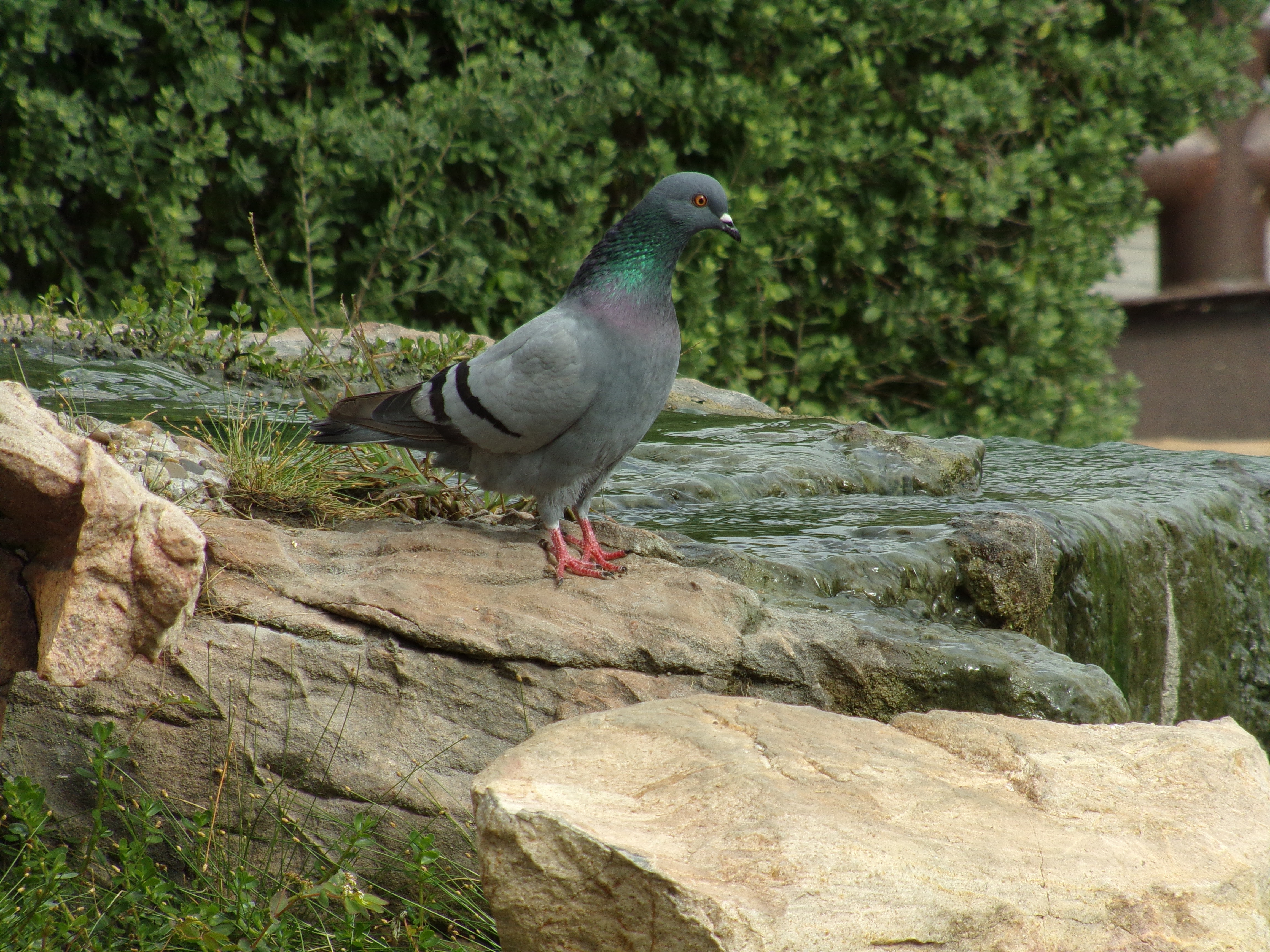 Pigeon