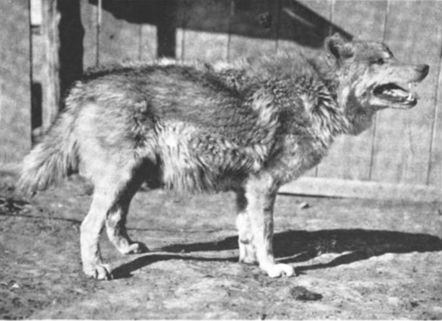 Wolf