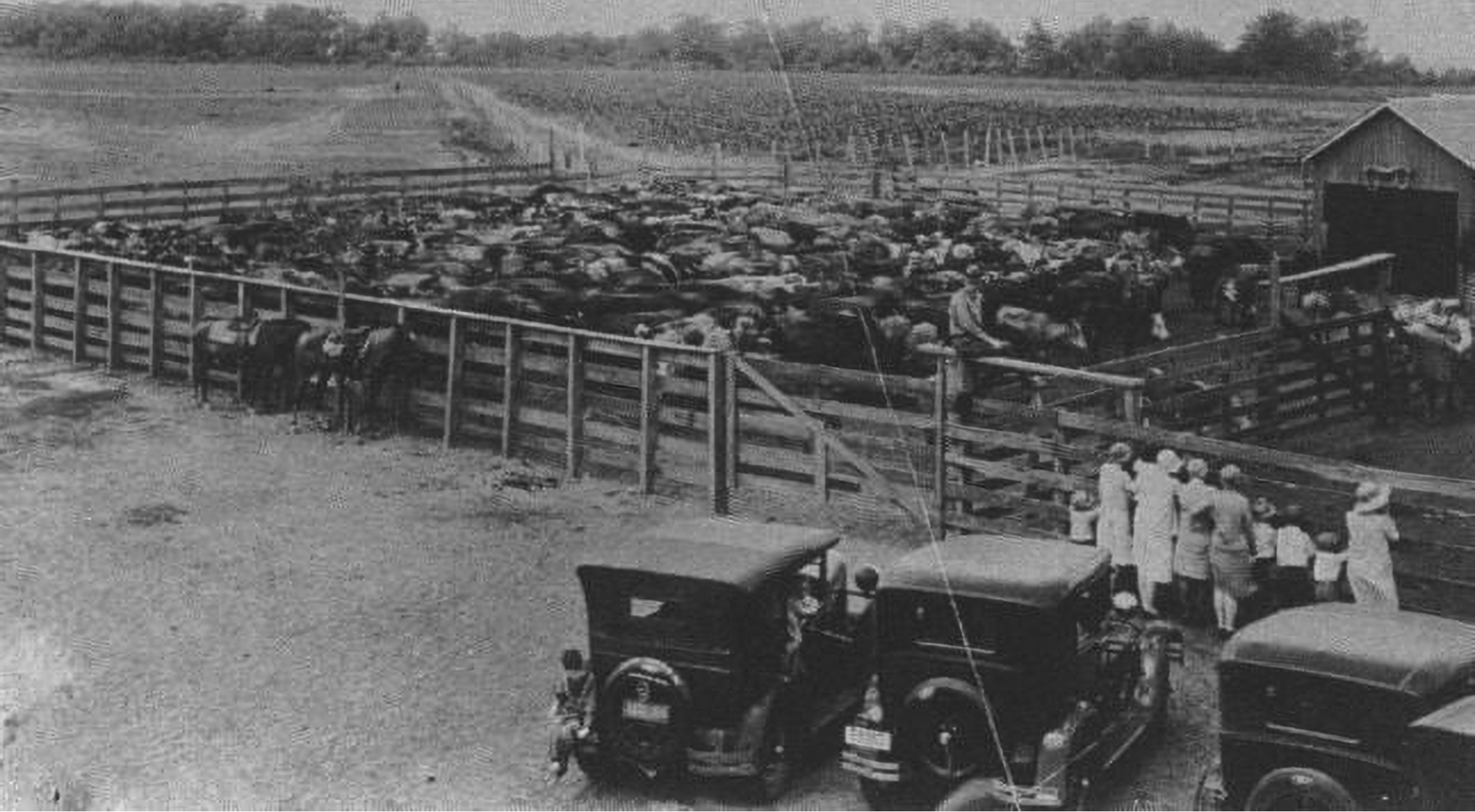 LH7 Cattle